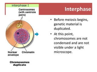 Prophase I, Metaphase I, Anapphase I, Telophase I