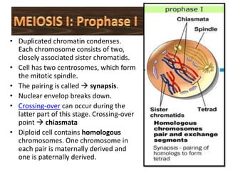 At the end, four haploid daughter cells produced.