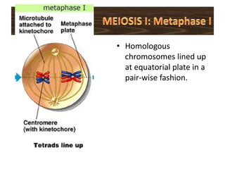 Prophase II, Metaphase II ,Anaphase II, Telophase IIMEIOSIS IMEIOSIS II