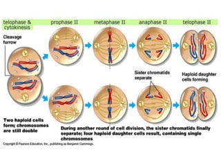 InterphaseBefore meiosis begins, genetic material is duplicated.At this point, chromosomes are not condensed and are not visible under a light microscope.