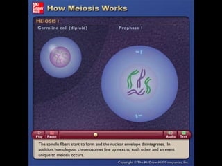 MEIOSIS I: Prophase I Duplicated chromatin condenses. Each chromosome consists of two, closely associated sister chromatids. Cell has two centrosomes, which form the mitotic spindle.The pairing is called  synapsis.Nuclear envelop breaks down.Crossing-over can occur during the latter part of this stage. Crossing-over point  chiasmataDiploid cell contains homologous chromosomes. One chromosome in each pair is maternally derived and one is paternally derived.