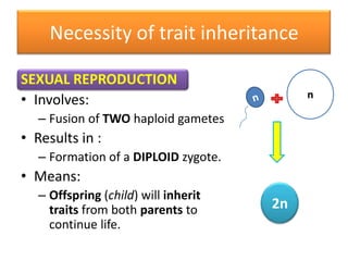 Necessity of trait inheritanceSEXUAL REPRODUCTIONInvolves:Fusion of TWO haploid gametesResults in :Formation of a DIPLOID zygote.Means:Offspring (child) will inherit traits from both parents to continue life.nn2n