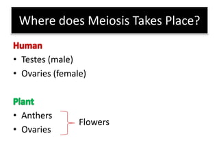 Where does Meiosis Takes Place?HumanTestes (male)Ovaries (female)PlantAnthers              Ovaries Flowers 