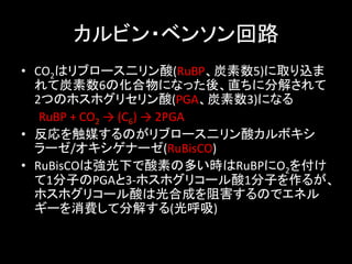 ӥ?٥󥽥·	
?? CO2ϥ֥`(RuBP̿5)ȡz
   ̿6λˤʤäᡢֱ˷ֽ⤵
   2ĤΥۥۥꥻ(PGA̿3)ˤʤ	
 ?
RuBP	
 ?+	
 ?CO2	
 ?	
 ?(C6)	
 ?	
 ?2PGA	
 ?
?? ýΤ֥`ᥫܥ
   `/ʩ`(RuBisCO)	
 ?
?? RuBisCOϏ¤ؤζतrRuBPO2򸶤
   1ӤPGA3-?\ۥۥꥳ`1Ӥ뤬
   ۥۥꥳ`Ϲϳɤ躦Τǥͥ
   `MƷֽ⤹()	
 ?
 