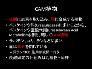 CAMֲ	
?? ҹg̿ؤȡzߡ˺ϳɤֲ	
 ?
?? ٥󥱥(Crassulaceae)˶तȤ顢
   ٥󥱥x(Crassulacean	
 ?Acid	
 ?
   Metabolism)ֲԤCAMֲ	
 ?
?? ܥƥ󡢥ꡢʤɤ˶त	
 ?
?? Ϛݿפ]Ƥ	
 ?
  C? CO2ʩäҹgФ	
 ?
?? ̶̿˽MߤC4ֲͬ	
 ?
 