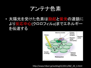 ƥɫ	
?? ̫ꖹܤɫؤwBi
   귴(եa)ޤǥͥ륮`
   _	
 ?




        h.p://www.hibari.jp/weblog55/2011/08/_20_1.html	
 
