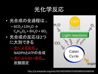 ⻯ѧ	
?? ϳɤȫ^̤ϡ	
 ?
 C? 6CO2+12H2O	
 ?	
 ?
    C6H12O6	
 ?+	
 ?6H2O	
 ?+	
 ?6O2	
 ?
?? ϳɤη2
   ˴eǤ	
 ?
 C? ˤ뷴ꡭ	
 ?
    NADPHATPκϳ	
 ?
 C? ˤʤꡭ	
 ?
    ̶̿	

                  h.p://ja.wikipedia.org/wiki/%E5%85%89%E5%90%88%E6%88%90	
 