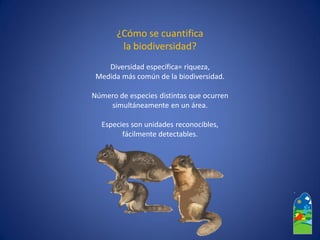 ¿Cómo se cuantifica 
la biodiversidad? 
Diversidad específica= riqueza, 
Medida más común de la biodiversidad. 
Número de especies distintas que ocurren 
simultáneamente en un área. 
Especies son unidades reconocibles, 
fácilmente detectables.  