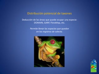 Distribución potencial de taxones 
Deducción de las áreas que puede ocupar una especie: 
DOMAIN, GARP, FloraMap, etc. 
Permite llenar los espacios que quedan 
en los registros de colecta.  