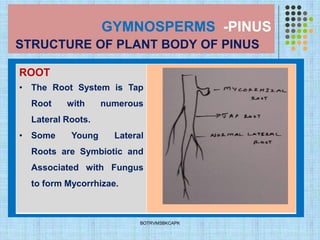 GYMNOSPERMS -PINUS
STRUCTURE OF PLANT BODY OF PINUS
BOTRVMSBKCAPK
ROOT
• The Root System is Tap
Root with numerous
Lateral Roots.
• Some Young Lateral
Roots are Symbiotic and
Associated with Fungus
to form Mycorrhizae.
 