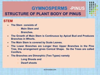 GYMNOSPERMS -PINUS
STRUCTURE OF PLANT BODY OF PINUS
STEM
⚫ The Stem consists of
▪ Main Stem and
▪ Branches.
⚫ The Growth of Main Stem is Continuous by Apical Bud and Produces
Branches in Whorls.
⚫ The Main Stem is covered by Scale Leaves.
⚫ The Lower Branches are Longer than Upper Branches in the Pine
Tree, this arrangement gives Conical Shape. So the Trees are called
Conifers.
⚫ The Branches are Dimorphic (Two Types) namely
▪ Long Shoots and
▪ Dwarf shoots
BOTRVMSBKCAPK
 