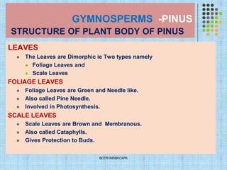 GYMNOSPERMS -PINUS
STRUCTURE OF PLANT BODY OF PINUS
LEAVES
⚫ The Leaves are Dimorphic ie Two types namely
⚫ Foliage Leaves and
⚫ Scale Leaves
FOLIAGE LEAVES
⚫ Foliage Leaves are Green and Needle like.
⚫ Also called Pine Needle.
⚫ Involved in Photosynthesis.
SCALE LEAVES
⚫ Scale Leaves are Brown and Membranous.
⚫ Also called Cataphylls.
⚫ Gives Protection to Buds.
BOTRVMSBKCAPK
 