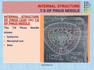 INTERNAL STRUCTURE
T.S OF PINUS NEEDLE
INTERNAL STRUCTURE
OF PINUS LEAF (Or) T.S
OF PINUS NEEDLE
The T.S Pinus Needle
shows
• Epidermis
• Mesophyll and
• Stele
BOTRVMSBKCAPK
 