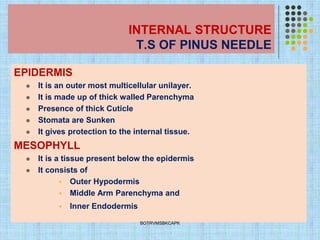 INTERNAL STRUCTURE
T.S OF PINUS NEEDLE
EPIDERMIS
⚫ It is an outer most multicellular unilayer.
⚫ It is made up of thick walled Parenchyma
⚫ Presence of thick Cuticle
⚫ Stomata are Sunken
⚫ It gives protection to the internal tissue.
MESOPHYLL
⚫ It is a tissue present below the epidermis
⚫ It consists of
▪ Outer Hypodermis
▪ Middle Arm Parenchyma and
▪ Inner Endodermis
BOTRVMSBKCAPK
 