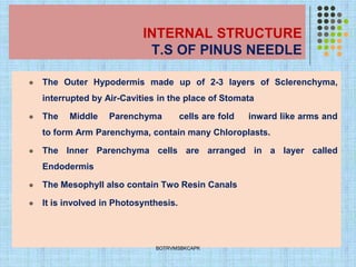 INTERNAL STRUCTURE
T.S OF PINUS NEEDLE
⚫ The Outer Hypodermis made up of 2-3 layers of Sclerenchyma,
interrupted by Air-Cavities in the place of Stomata
⚫ The Middle Parenchyma cells are fold inward like arms and
to form Arm Parenchyma, contain many Chloroplasts.
⚫ The Inner Parenchyma cells are arranged in a layer called
Endodermis
⚫ The Mesophyll also contain Two Resin Canals
⚫ It is involved in Photosynthesis.
BOTRVMSBKCAPK
 