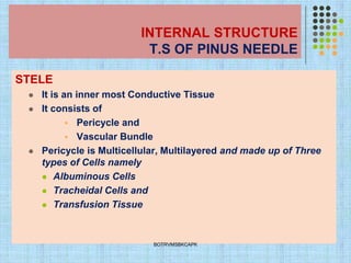 INTERNAL STRUCTURE
T.S OF PINUS NEEDLE
STELE
⚫ It is an inner most Conductive Tissue
⚫ It consists of
▪ Pericycle and
▪ Vascular Bundle
⚫ Pericycle is Multicellular, Multilayered and made up of Three
types of Cells namely
⚫ Albuminous Cells
⚫ Tracheidal Cells and
⚫ Transfusion Tissue
BOTRVMSBKCAPK
 