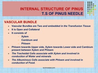 INTERNAL STRUCTURE OF PINUS
T.S OF PINUS NEEDLE
VASCULAR BUNDLE
⚫ Vascular Bundles are Two and embedded in the Transfusion Tissue
⚫ It is Open and Collateral
⚫ It consists of
▪ Xylem
▪ Cambium and
▪ Phloem
⚫ Phloem towards Upper side, Xylem towards Lower side and Cambium
present between Xylem and Phloem
⚫ The Tracheidal Cells associate with Xylem and involved in
conduction of Water and minerals
⚫ The Albuminous Cells associate with Phloem and involved in
conduction of Food.
BOTRVMSBKCAPK
 