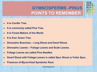 GYMNOSPERMS -PINUS
POINTS TO REMEMBER
⚫ It is Conifer Tree.
⚫ It is commonly called Pine Tree.
⚫ It is Forest Makers of the World.
⚫ It is Ever Green Tree.
⚫ Dimorphic Branches – Long Shoot and Dwarf Shoot.
⚫ Dimorphic Leaves – Foliage Leaves and Scale Leaves.
⚫ Foliage Leaves are called Pine Needles.
⚫ Dwarf Shoot with Foliage Leaves is called Spur Shoot or Foliar Spur.
⚫ Presence of Mycorrhizal Symbiotic Root.
BOTRVMSBKCAPK
 