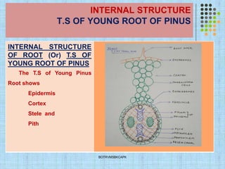 INTERNAL STRUCTURE
T.S OF YOUNG ROOT OF PINUS
INTERNAL STRUCTURE
OF ROOT (Or) T.S OF
YOUNG ROOT OF PINUS
The T.S of Young Pinus
Root shows
Epidermis
Cortex
Stele and
Pith
BOTRVMSBKCAPK
 