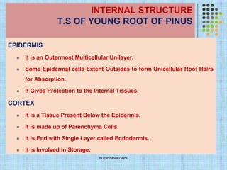 INTERNAL STRUCTURE
T.S OF YOUNG ROOT OF PINUS
EPIDERMIS
⚫ It is an Outermost Multicellular Unilayer.
⚫ Some Epidermal cells Extent Outsides to form Unicellular Root Hairs
for Absorption.
⚫ It Gives Protection to the Internal Tissues.
CORTEX
⚫ It is a Tissue Present Below the Epidermis.
⚫ It is made up of Parenchyma Cells.
⚫ It is End with Single Layer called Endodermis.
⚫ It is Involved in Storage.
BOTRVMSBKCAPK
 