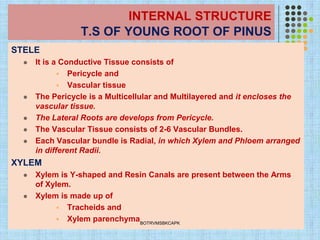 INTERNAL STRUCTURE
T.S OF YOUNG ROOT OF PINUS
STELE
⚫ It is a Conductive Tissue consists of
▪ Pericycle and
▪ Vascular tissue
⚫ The Pericycle is a Multicellular and Multilayered and it encloses the
vascular tissue.
⚫ The Lateral Roots are develops from Pericycle.
⚫ The Vascular Tissue consists of 2-6 Vascular Bundles.
⚫ Each Vascular bundle is Radial, in which Xylem and Phloem arranged
in different Radii.
XYLEM
⚫ Xylem is Y-shaped and Resin Canals are present between the Arms
of Xylem.
⚫ Xylem is made up of
▪ Tracheids and
▪ Xylem parenchymaBOTRVMSBKCAPK
 