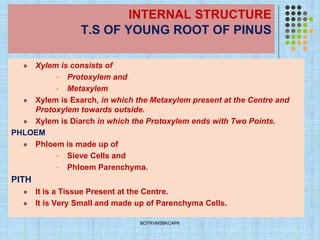INTERNAL STRUCTURE
T.S OF YOUNG ROOT OF PINUS
⚫ Xylem is consists of
▪ Protoxylem and
▪ Metaxylem
⚫ Xylem is Exarch, in which the Metaxylem present at the Centre and
Protoxylem towards outside.
⚫ Xylem is Diarch in which the Protoxylem ends with Two Points.
PHLOEM
⚫ Phloem is made up of
▪ Sieve Cells and
▪ Phloem Parenchyma.
PITH
⚫ It is a Tissue Present at the Centre.
⚫ It is Very Small and made up of Parenchyma Cells.
BOTRVMSBKCAPK
 