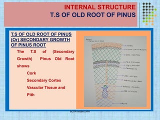 INTERNAL STRUCTURE
T.S OF OLD ROOT OF PINUS
BOTRVMSBKCAPK
T.S OF OLD ROOT OF PINUS
(Or) SECONDARY GROWTH
OF PINUS ROOT
The T.S of (Secondary
Growth) Pinus Old Root
shows
Cork
Secondary Cortex
Vascular Tissue and
Pith
 