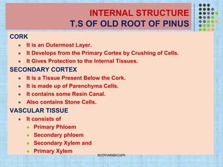 INTERNAL STRUCTURE
T.S OF OLD ROOT OF PINUS
CORK
⚫ It is an Outermost Layer.
⚫ It Develops from the Primary Cortex by Crushing of Cells.
⚫ It Gives Protection to the Internal Tissues.
SECONDARY CORTEX
⚫ It is a Tissue Present Below the Cork.
⚫ It is made up of Parenchyma Cells.
⚫ It contains some Resin Canal.
⚫ Also contains Stone Cells.
VASCULAR TISSUE
⚫ It consists of
⚫ Primary Phloem
⚫ Secondary phloem
⚫ Secondary Xylem and
⚫ Primary Xylem
BOTRVMSBKCAPK
 