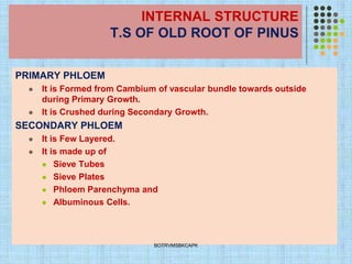 INTERNAL STRUCTURE
T.S OF OLD ROOT OF PINUS
PRIMARY PHLOEM
⚫ It is Formed from Cambium of vascular bundle towards outside
during Primary Growth.
⚫ It is Crushed during Secondary Growth.
SECONDARY PHLOEM
⚫ It is Few Layered.
⚫ It is made up of
⚫ Sieve Tubes
⚫ Sieve Plates
⚫ Phloem Parenchyma and
⚫ Albuminous Cells.
BOTRVMSBKCAPK
 