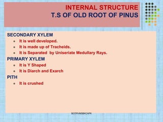 INTERNAL STRUCTURE
T.S OF OLD ROOT OF PINUS
SECONDARY XYLEM
⚫ It is well developed.
⚫ It is made up of Tracheids.
⚫ It is Separated by Uniseriate Medullary Rays.
PRIMARY XYLEM
⚫ It is Y Shaped
⚫ It is Diarch and Exarch
PITH
⚫ It is crushed
BOTRVMSBKCAPK
 