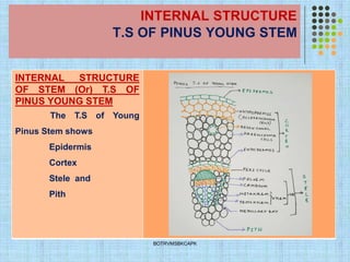 INTERNAL STRUCTURE
T.S OF PINUS YOUNG STEM
INTERNAL STRUCTURE
OF STEM (Or) T.S OF
PINUS YOUNG STEM
The T.S of Young
Pinus Stem shows
Epidermis
Cortex
Stele and
Pith
BOTRVMSBKCAPK
 