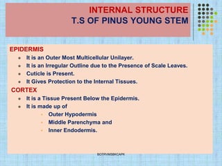 INTERNAL STRUCTURE
T.S OF PINUS YOUNG STEM
EPIDERMIS
⚫ It is an Outer Most Multicellular Unilayer.
⚫ It is an Irregular Outline due to the Presence of Scale Leaves.
⚫ Cuticle is Present.
⚫ It Gives Protection to the Internal Tissues.
CORTEX
⚫ It is a Tissue Present Below the Epidermis.
⚫ It is made up of
▪ Outer Hypodermis
▪ Middle Parenchyma and
▪ Inner Endodermis.
BOTRVMSBKCAPK
 