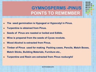 GYMNOSPERMS -PINUS
POINTS TO REMEMBER
⚫ The seed germination is Hypogeal or Hypocotyl in Pinus.
⚫ Turpentine is obtained from Pinus.
⚫ Seeds of Pinus are roasted or boiled and Edible.
⚫ Wine is prepared from the seeds of Cycas revolute.
⚫ Wood Alcohol is extracted from Pinus.
⚫ Timber of Pinus used for making Packing cases, Pencils, Match Boxes,
Match Sticks, Building Materials, Furniture etc.,
⚫ Turpentine and Resin are extracted from Pinus roxburghii
BOTRVMSBKCAPK
 