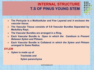 INTERNAL STRUCTURE
T.S OF PINUS YOUNG STEM
⚫ The Pericycle is a Multicellular and Few Layered and it encloses the
vascular tissue.
⚫ The Vascular Tissue consists of 5-8 Vascular Bundles Separated by
Medullary Rays.
⚫ The Vascular Bundles are arranged in a Ring.
⚫ Each Vascular Bundle is Open in which the Cambium is Present
Between Xylem and Phloem.
⚫ Each Vascular Bundle is Collateral in which the Xylem and Phloem
arranged in Same Radius.
XYLEM
⚫ Xylem is made up of
▪ Tracheids and
▪ Xylem parenchyma
BOTRVMSBKCAPK
 