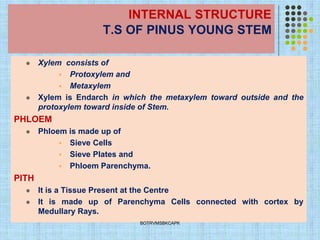 INTERNAL STRUCTURE
T.S OF PINUS YOUNG STEM
⚫ Xylem consists of
▪ Protoxylem and
▪ Metaxylem
⚫ Xylem is Endarch in which the metaxylem toward outside and the
protoxylem toward inside of Stem.
PHLOEM
⚫ Phloem is made up of
▪ Sieve Cells
▪ Sieve Plates and
▪ Phloem Parenchyma.
PITH
⚫ It is a Tissue Present at the Centre
⚫ It is made up of Parenchyma Cells connected with cortex by
Medullary Rays.
BOTRVMSBKCAPK
 