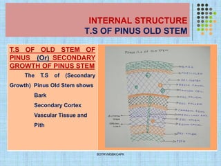 INTERNAL STRUCTURE
T.S OF PINUS OLD STEM
T.S OF OLD STEM OF
PINUS (Or) SECONDARY
GROWTH OF PINUS STEM
The T.S of (Secondary
Growth) Pinus Old Stem shows
Bark
Secondary Cortex
Vascular Tissue and
Pith
BOTRVMSBKCAPK
 