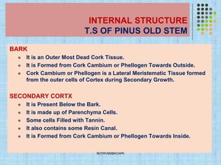 INTERNAL STRUCTURE
T.S OF PINUS OLD STEM
BARK
⚫ It is an Outer Most Dead Cork Tissue.
⚫ It is Formed from Cork Cambium or Phellogen Towards Outside.
⚫ Cork Cambium or Phellogen is a Lateral Meristematic Tissue formed
from the outer cells of Cortex during Secondary Growth.
SECONDARY CORTX
⚫ It is Present Below the Bark.
⚫ It is made up of Parenchyma Cells.
⚫ Some cells Filled with Tannin.
⚫ It also contains some Resin Canal.
⚫ It is Formed from Cork Cambium or Phellogen Towards Inside.
BOTRVMSBKCAPK
 