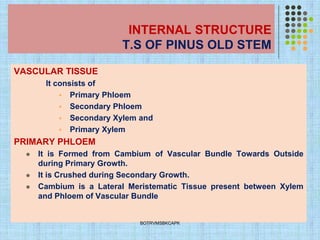 INTERNAL STRUCTURE
T.S OF PINUS OLD STEM
VASCULAR TISSUE
It consists of
▪ Primary Phloem
▪ Secondary Phloem
▪ Secondary Xylem and
▪ Primary Xylem
PRIMARY PHLOEM
⚫ It is Formed from Cambium of Vascular Bundle Towards Outside
during Primary Growth.
⚫ It is Crushed during Secondary Growth.
⚫ Cambium is a Lateral Meristematic Tissue present between Xylem
and Phloem of Vascular Bundle
BOTRVMSBKCAPK
 