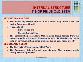 INTERNAL STRUCTURE
T.S OF PINUS OLD STEM
SECONDARY PHLOEM
⚫ The Secondary Phloem formed from Cambial Ring towards outside
during Secondary Growth
⚫ It consists of
▪ Sieve Tubes and
▪ Phloem Parenchyma
⚫ The Cambial Ring is a Lateral Meristematic Tissue formed from the
extension of Intrafascicular Cambium of Vascular Bundles and joins
to form continuous Ring called Cambial during Secondary Growth
SECONDARY XYLEM
⚫ The Secondary Xylem is also called Wood
⚫ The Secondary Xylem formed from Cambial Ring towards inside
during Secondary Growth
BOTRVMSBKCAPK
 