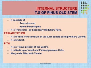 INTERNAL STRUCTURE
T.S OF PINUS OLD STEM
⚫ It consists of
▪ Tracheids and
▪ Xylem Parenchyma
⚫ It is Transverse by Secondary Medullary Rays.
PRIMARY XYLEM
⚫ It is formed from cambium of vascular bundle during Primary Growth
⚫ It is Endarch
PITH
⚫ It is a Tissue present at the Centre.
⚫ It is Made up of small and Parenchymatous Cells.
⚫ Many cells filled with Tannin.
BOTRVMSBKCAPK
 