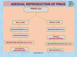 ASEXUAL REPRODUCTION OF PINUS
.
BOTRVMSBKCAPK
PINUS (2n)
MALE CONE FEMALE CONE
POLLENS (n)
(MICROSPORES) MEGASPORES (n)
MICROSPOROPHYLLS MEGASPOROPHYLLS
MICROSPORANGIA
OVULES
(MEGASPORANGIA)
MICROSPORE MOTHER CELLS (2n)
MEGASPORE MOTHER CELL (2n)
 