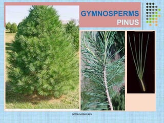 GYMNOSPERMS
PINUS
BOTRVMSBKCAPK
 