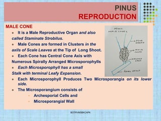 PINUS
REPRODUCTION
MALE CONE
⚫ It is a Male Reproductive Organ and also
called Staminate Strobilus.
⚫ Male Cones are formed in Clusters in the
axils of Scale Leaves at the Tip of Long Shoot.
⚫ Each Cone has Central Cone Axis with
Numerous Spirally Arranged Microsporophylls
⚫ Each Microsporophyll has a small
Stalk with terminal Leafy Expansion.
⚫ Each Microsporophyll Produces Two Microsporangia on its lower
side.
⚫ The Microsporangium consists of
▪ Archesporial Cells and
▪ Microsporangial Wall
BOTRVMSBKCAPK
 