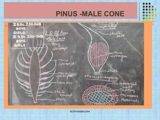 PINUS -MALE CONE
.
BOTRVMSBKCAPK
 