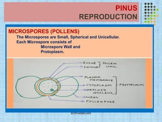 PINUS
REPRODUCTION
.
BOTRVMSBKCAPK
MICROSPORES (POLLENS)
The Microspores are Small, Spherical and Unicellular.
Each Microspore consists of
Microspore Wall and
Protoplasm.
 