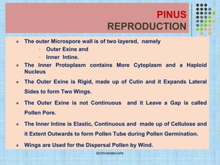 PINUS
REPRODUCTION
⚫ The outer Microspore wall is of two layered, namely
▪ Outer Exine and
▪ Inner Intine.
⚫ The Inner Protoplasm contains More Cytoplasm and a Haploid
Nucleus
⚫ The Outer Exine is Rigid, made up of Cutin and it Expands Lateral
Sides to form Two Wings.
⚫ The Outer Exine is not Continuous and it Leave a Gap is called
Pollen Pore.
⚫ The Inner Intine is Elastic, Continuous and made up of Cellulose and
it Extent Outwards to form Pollen Tube during Pollen Germination.
⚫ Wings are Used for the Dispersal Pollen by Wind.
BOTRVMSBKCAPK
 