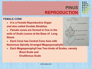 PINUS
REPRODUCTION
FEMALE CONE
⚫ It is a Female Reproductive Organ
and also called Ovulate Strobilus.
⚫ Female cones are formed in Few in the
axils of Scale Leaves at the Base of Long
Shoot.
⚫ Each Cone has Central Cone Axis with
Numerous Spirally Arranged Megasporophylls
⚫ Each Megasporophyll has Two kinds of Scales, namely
▪ Bract Scale and
▪ Ovuliferous Scale
BOTRVMSBKCAPK
 