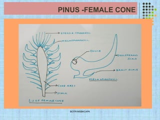 PINUS -FEMALE CONE
BOTRVMSBKCAPK
 