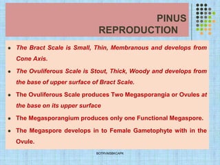 PINUS
REPRODUCTION
⚫ The Bract Scale is Small, Thin, Membranous and develops from
Cone Axis.
⚫ The Ovuliferous Scale is Stout, Thick, Woody and develops from
the base of upper surface of Bract Scale.
⚫ The Ovuliferous Scale produces Two Megasporangia or Ovules at
the base on its upper surface
⚫ The Megasporangium produces only one Functional Megaspore.
⚫ The Megaspore develops in to Female Gametophyte with in the
Ovule.
BOTRVMSBKCAPK
 