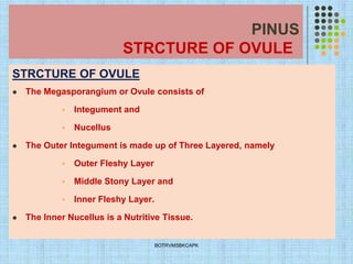 PINUS
STRCTURE OF OVULE
STRCTURE OF OVULE
⚫ The Megasporangium or Ovule consists of
▪ Integument and
▪ Nucellus
⚫ The Outer Integument is made up of Three Layered, namely
▪ Outer Fleshy Layer
▪ Middle Stony Layer and
▪ Inner Fleshy Layer.
⚫ The Inner Nucellus is a Nutritive Tissue.
BOTRVMSBKCAPK
 